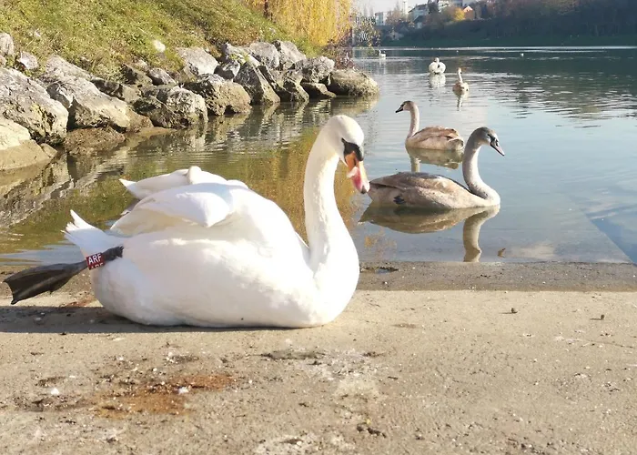 דירה Lent מריבור